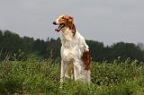 BARZOI 033